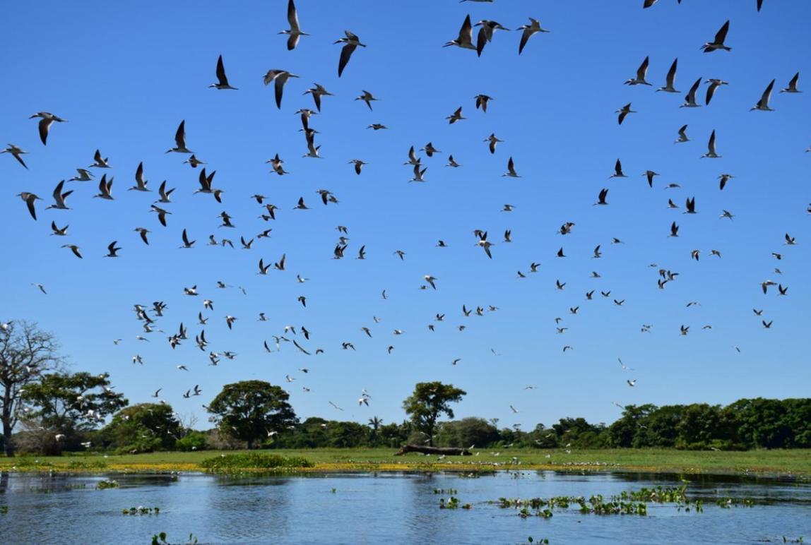 Pantanal - Pousada Sia Mariana Barao de Melgaco Zewnętrze zdjęcie