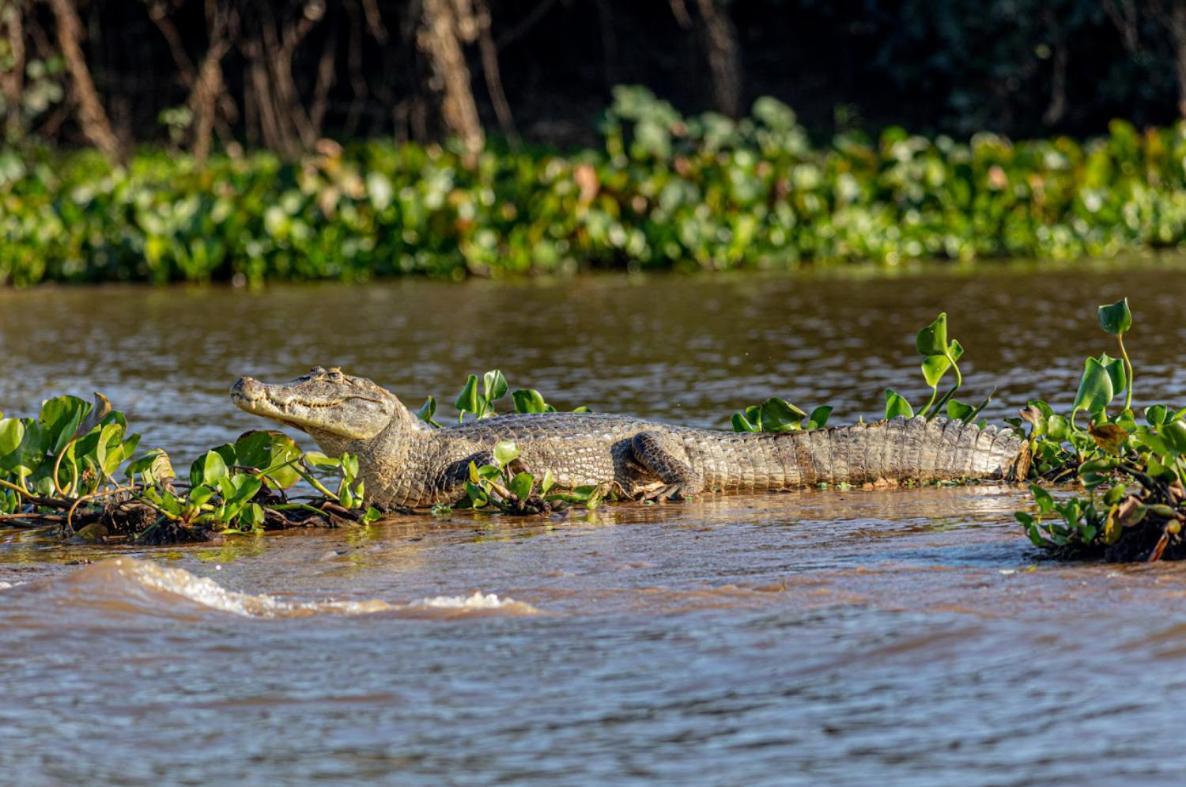 Pantanal - Pousada Sia Mariana Barao de Melgaco Zewnętrze zdjęcie